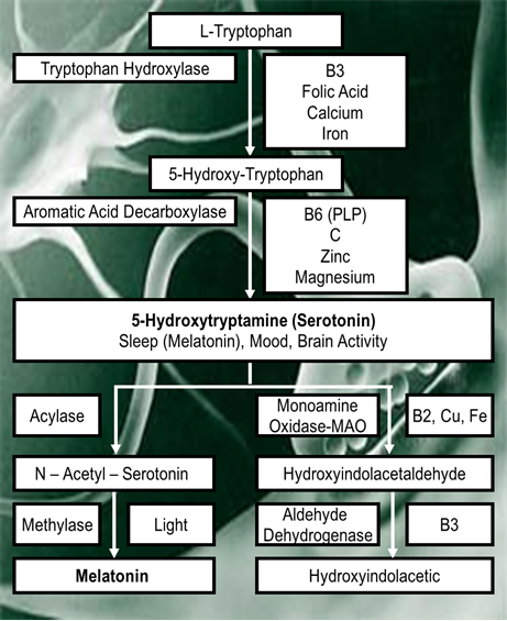 chart showing how serotonin is produced and what the nutritional requirements and links with mental health are