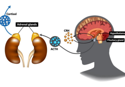 diagram of the adrenal glands to help explain what is adrenal fatigue | Perpetual Wellbeing