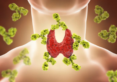 graphic of thyroid in neck | what does your thyroid do? | Perpetual Wellbeing